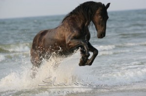 Friese_Sjoukje_60731.JPG