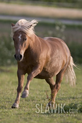 Shetland-Pony-Fritzi--3.jpg