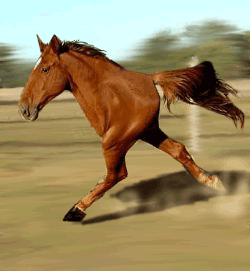 Ko%C5%84_w_galopie.gif