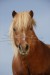 Shetland_Pony_Fritzi_4079.JPG